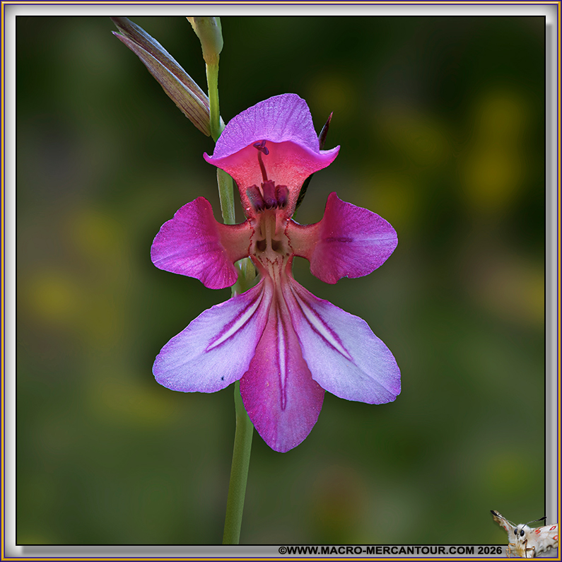 Orchis Papillon